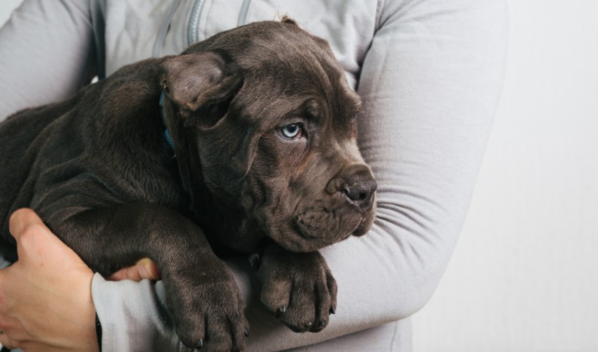 Cushing’s Disease in Dogs: Symptoms, Diagnosis & Care