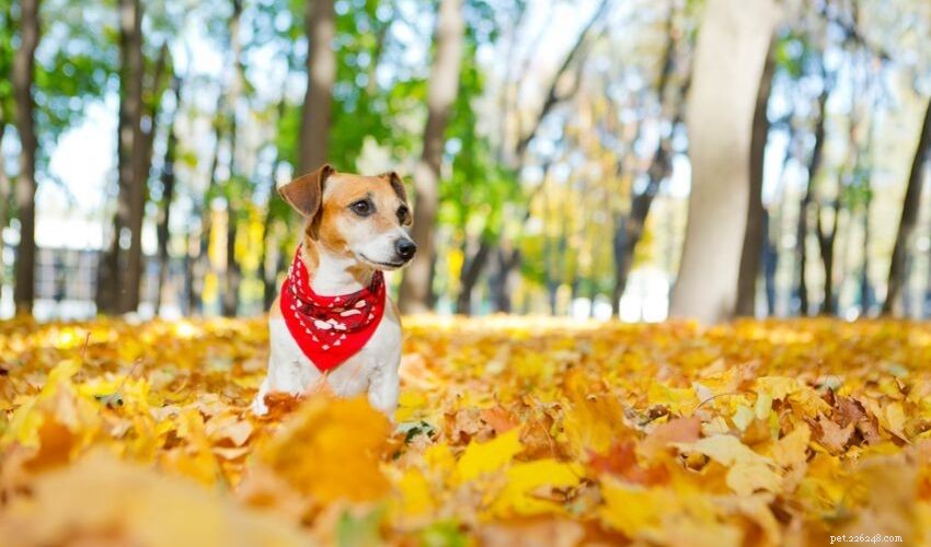 Autumn Pet Safety Guide: Essential Tips for Your Furry Friends