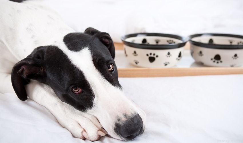 Understanding Why Your Dog May Stop Eating: Signs, Causes, and Solutions
