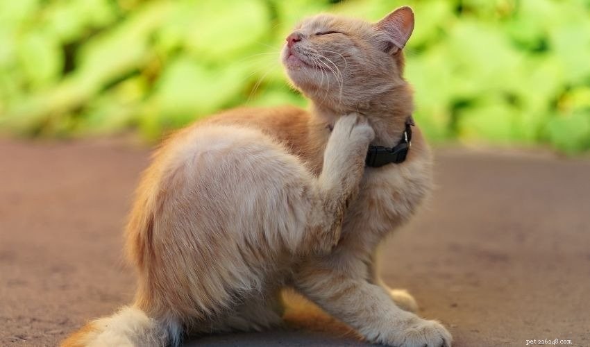 Ringworm Treatment for Dogs & Cats: A Veterinarian’s Guide