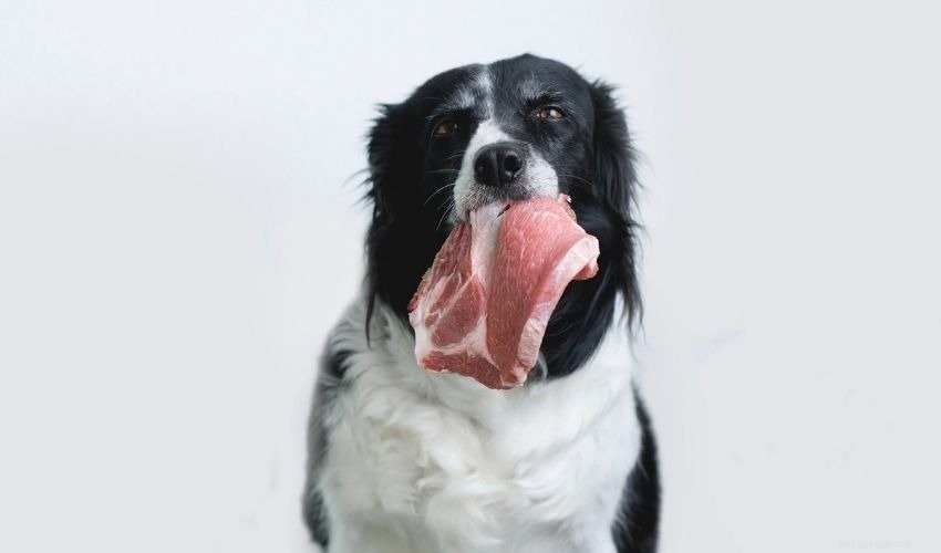 Raw Food for Pets: Benefits, Risks, and Proper Preparation