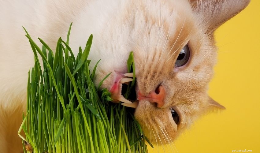 Pet-Friendly Houseplants: Safe, Stylish, and Stress-Reducing