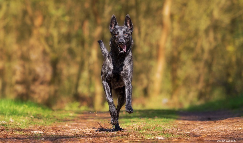 Protect Your Dog from Fleas & Ticks: A Proven Step‑by‑Step Guide