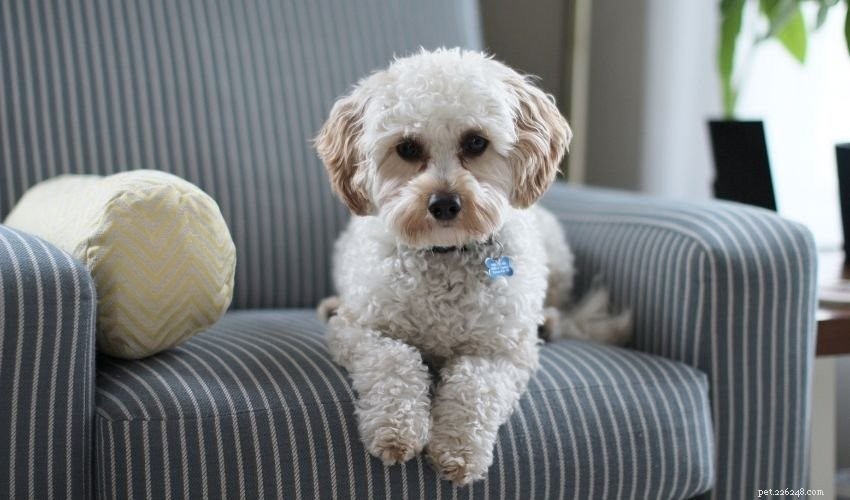 Effective Housetraining Tips for Adult Dogs