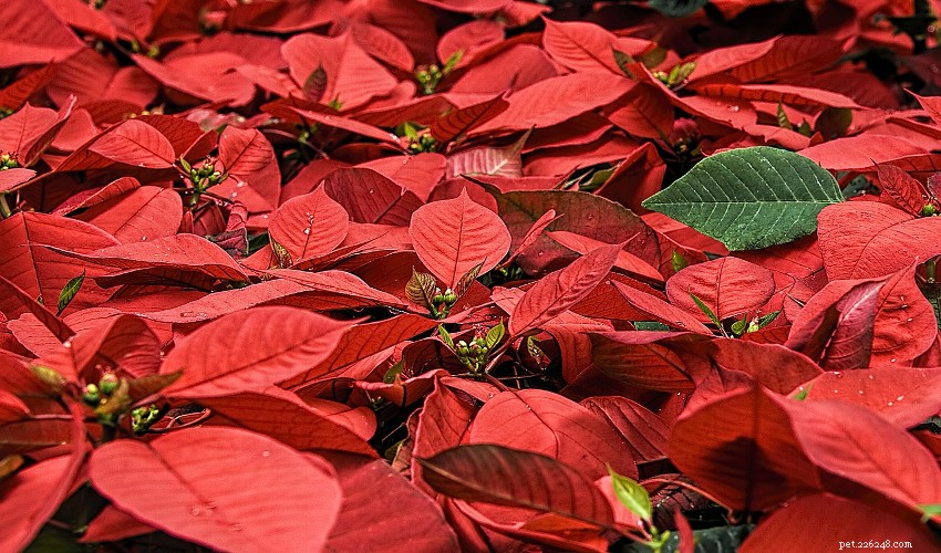 Protect Your Pets: The Holiday Plants That Can Be Dangerous