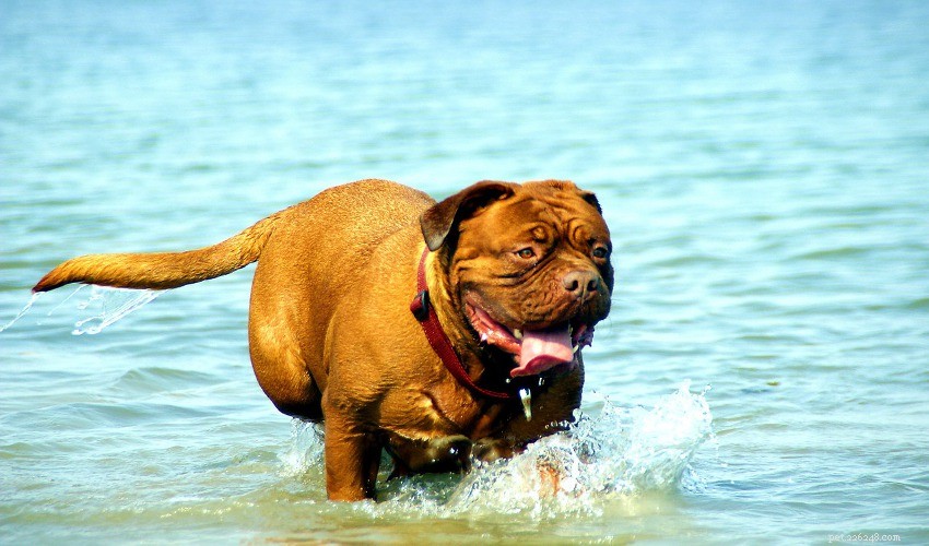Keep Your Pets Cool and Safe During Hot Weather