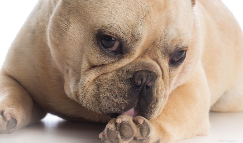 Excessive Dog Licking: Causes, Risks, and Proven Solutions