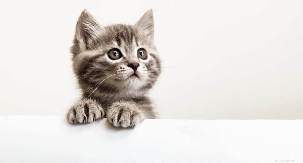 Swollen Cat Eye? Understanding Causes and When to Seek Veterinary Care