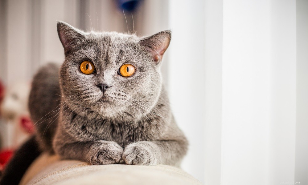 Swollen Cat Eye? Understanding Causes and When to Seek Veterinary Care