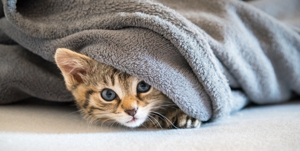 Cat Eye Health: Expert Guide to Common Eye Problems & Solutions