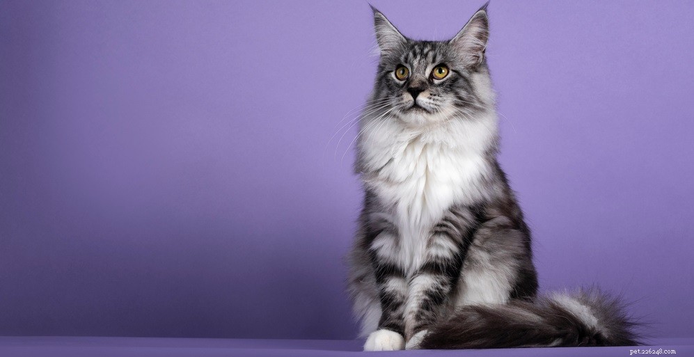 Understanding Cat Eye Discharge: Causes & When to Seek Veterinary Care