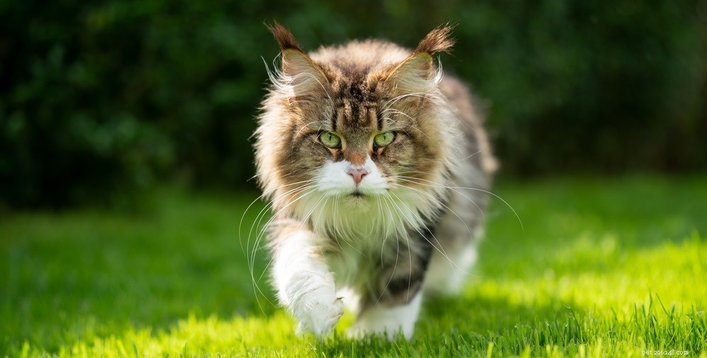 Understanding Cat Eye Discharge: Causes & When to Seek Veterinary Care