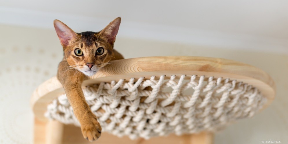 Effective Home Care for Your Cat’s Eye Infection: A Step-by-Step Guide