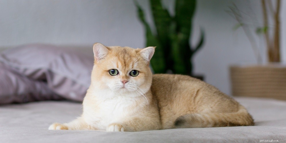 Effective Home Care for Your Cat’s Eye Infection: A Step-by-Step Guide