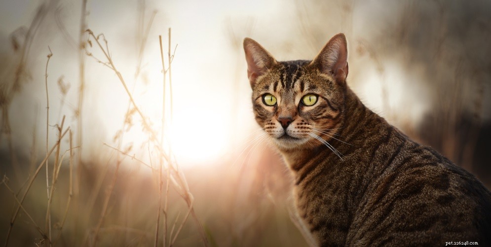 Red Cat Eyes: Causes, Symptoms, and Treatment Options