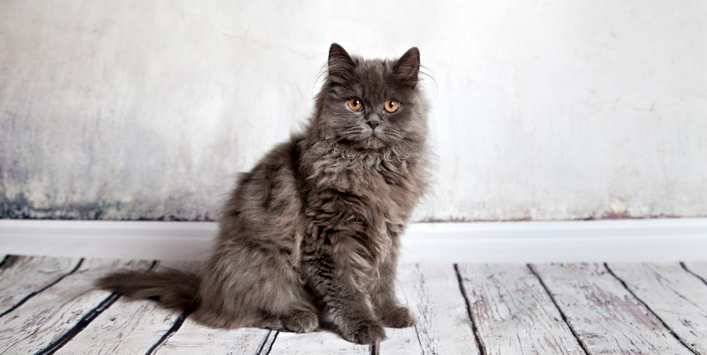 Red Cat Eyes: Causes, Symptoms, and Treatment Options