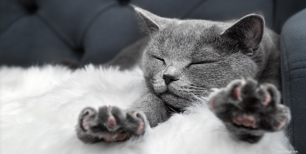 Treating Cat Ear Scabs: Safe Home Care Tips