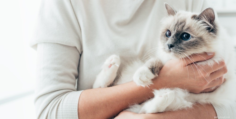 Treating Cat Ear Scabs: Safe Home Care Tips