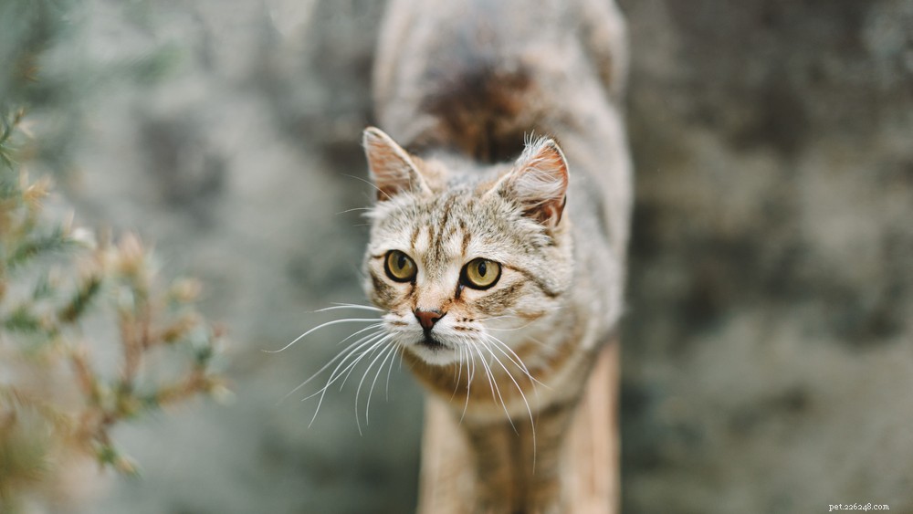 Effective Ways to Treat Ear Infections in Cats