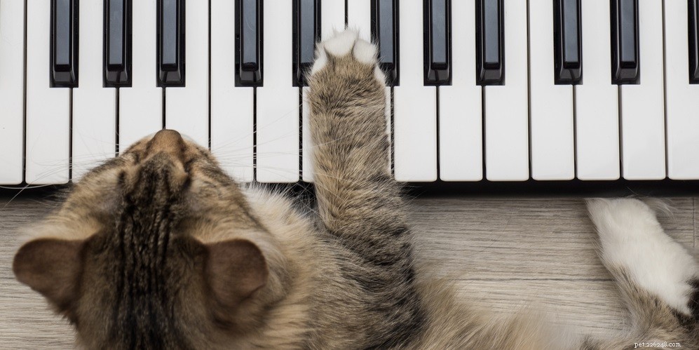 Effective Ways to Treat Ear Infections in Cats