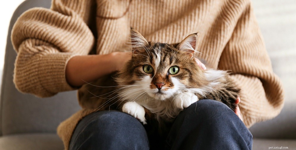 Understanding Hot Spots in Cats: Causes, Symptoms, and Prevention