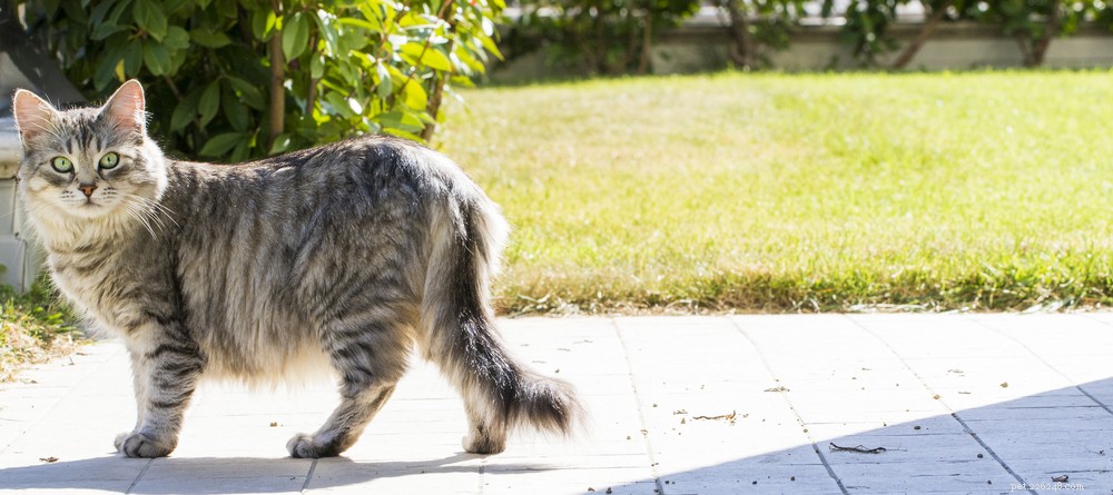 Understanding Hot Spots in Cats: Causes, Symptoms, and Prevention