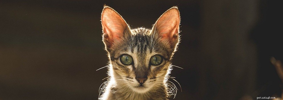 Treating Cat Acne: A Practical Guide for Pet Owners