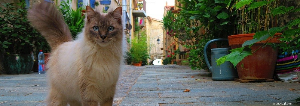 Treating Cat Acne: A Practical Guide for Pet Owners