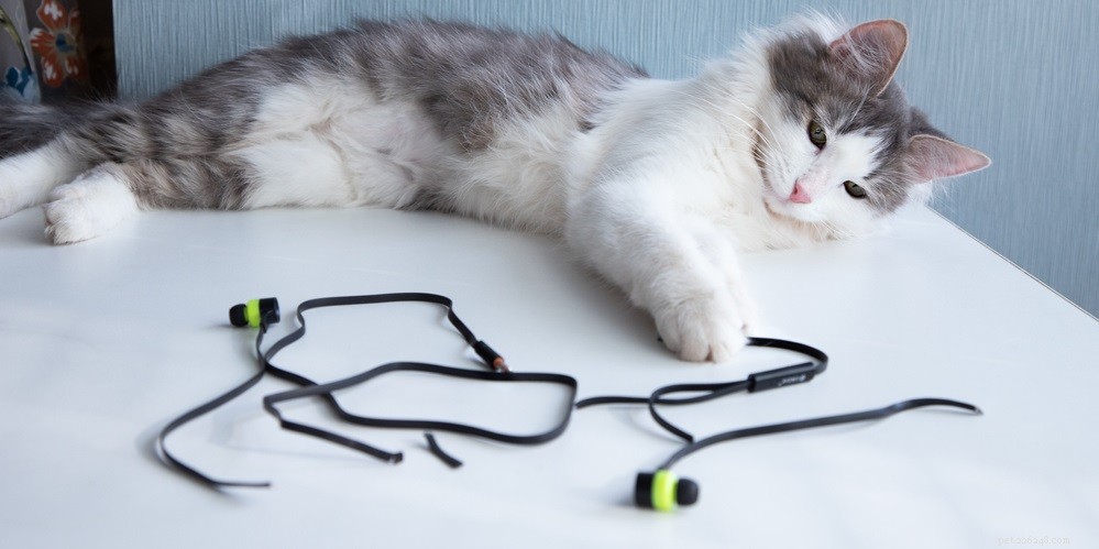Step-by-Step Guide to Safely Treat Cat Burns