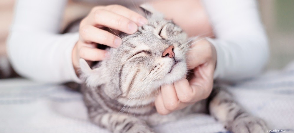 Effective Treatment for Cat Abscesses: A Comprehensive Guide
