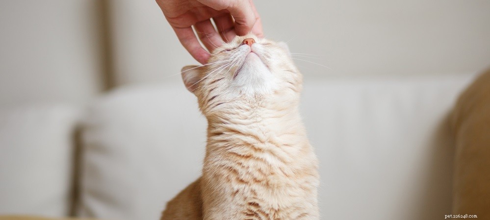 Effective Treatment for Cat Abscesses: A Comprehensive Guide