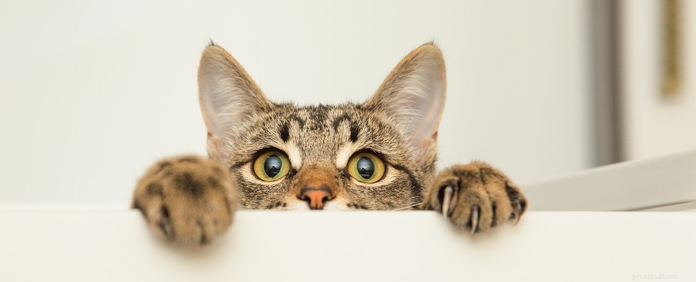 Professional Guide: Safely Clean Your Cat’s Ears for a Healthier Pet