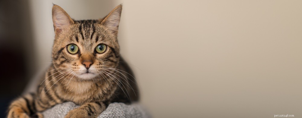 Cat Eye Health 101: Common Issues and How to Spot Them