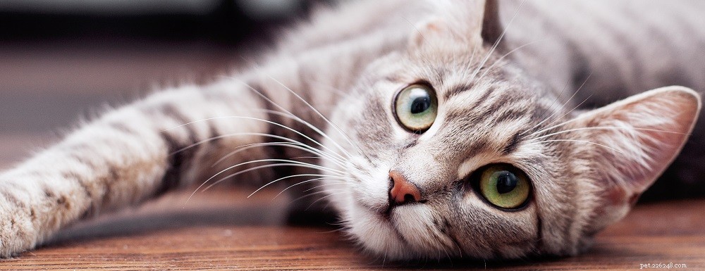 Cat Eye Health 101: Common Issues and How to Spot Them