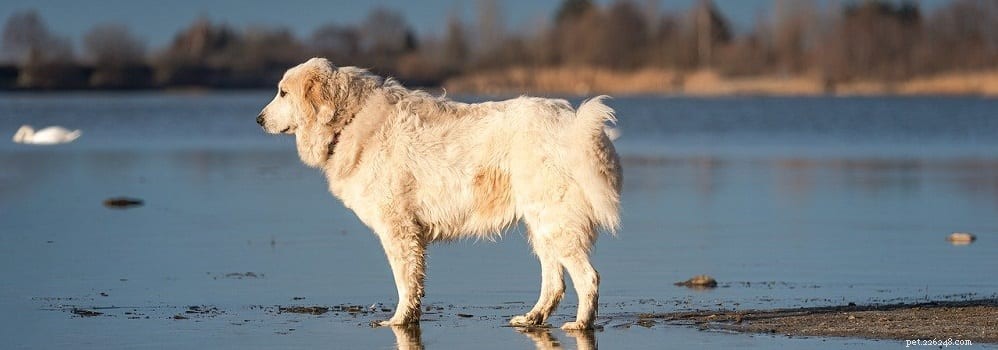 Debunking Myths: What You Really Need to Know About Glucosamine for Dogs