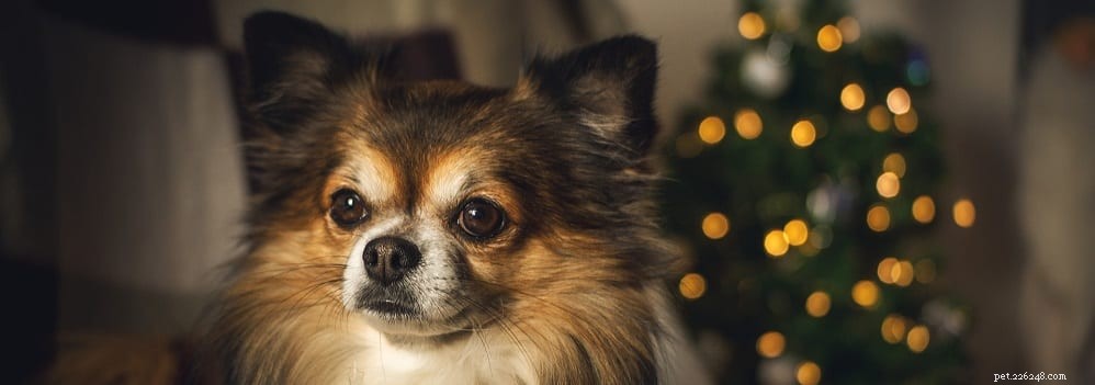 Debunking Myths: What You Really Need to Know About Glucosamine for Dogs