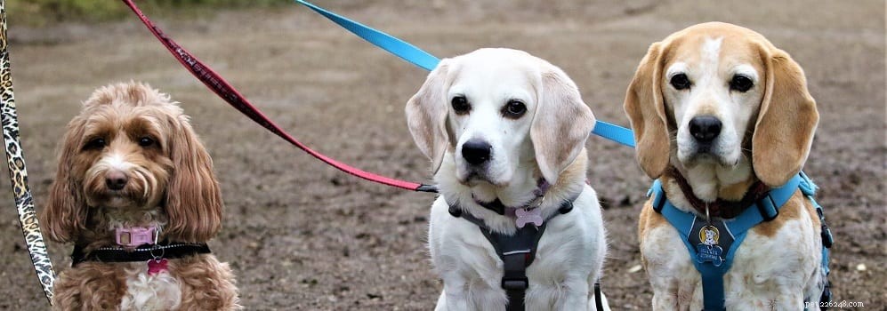 Debunking Myths: What You Really Need to Know About Glucosamine for Dogs