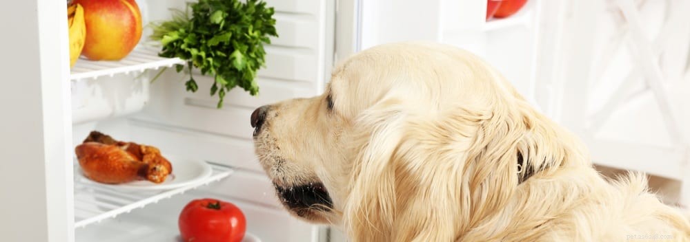 Do Your Dog Need Vitamins? Expert Insights on Supplements for Lifelong Health
