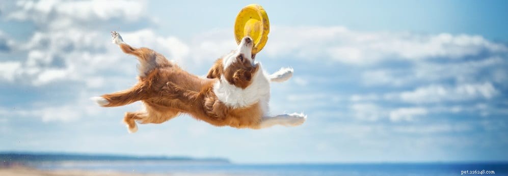 Essential Health Guide for Active Dogs: Exercise, Nutrition, and Care Tips