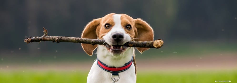 Essential Health Guide for Active Dogs: Exercise, Nutrition, and Care Tips