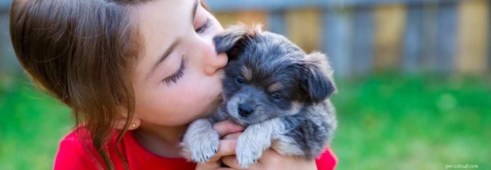Key Essentials for Raising Healthy Puppies