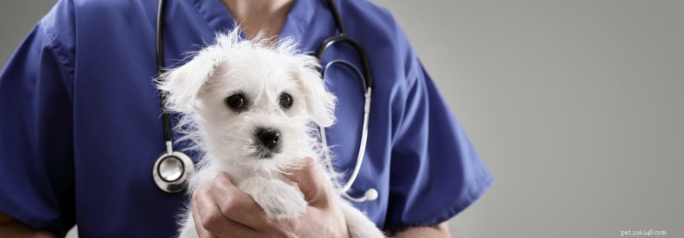 Key Essentials for Raising Healthy Puppies