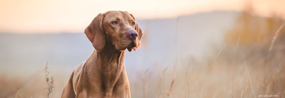 How to Verify Your Dog s Supplements Are Effectively Absorbed
