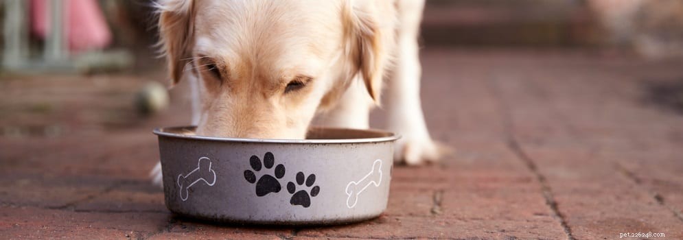 Dog Food Allergies Explained: A Practical Guide for Owners