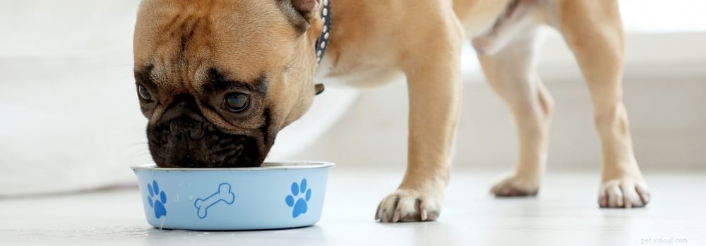 Dog Food Allergies Explained: A Practical Guide for Owners