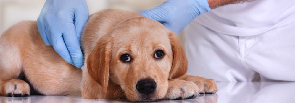 Effective Ways to Treat Your Dog’s Indigestion & Boost Digestive Health