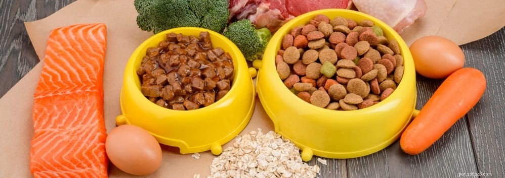 Effective Ways to Treat Your Dog’s Indigestion & Boost Digestive Health