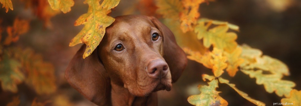 5 Proven Strategies to Relieve Your Dog’s Seasonal Skin Problems