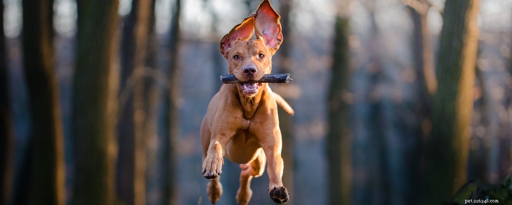 Effective Strategies to Calm a Hyperactive Dog