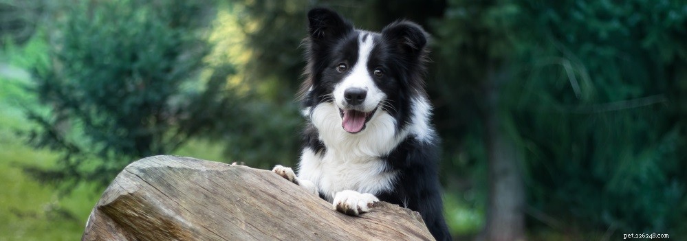 Effective Strategies to Calm a Hyperactive Dog